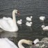 UN SIGNE DES CYGNES
