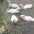 UN SIGNE DES CYGNES