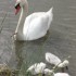 UN SIGNE DES CYGNES