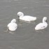 UN SIGNE DES CYGNES
