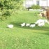 LA FAMILLE A HERMINE