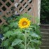 TOURNESOL ou SOLEIL