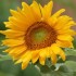 TOURNESOL ou SOLEIL