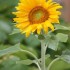 TOURNESOL ou SOLEIL