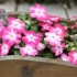 IMPATIENTS ET AUTRES FLEURS DU