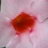 IMPATIENTS ET AUTRES FLEURS DU