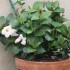IMPATIENTS ET AUTRES FLEURS DU