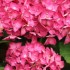 IMPATIENTS ET AUTRES FLEURS DU