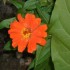 FLEURS DU JARDINS DES VOSGES