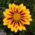FLEURS DU JARDINS DES VOSGES