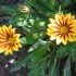 FLEURS DU JARDINS DES VOSGES