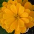 FLEURS DU JARDINS DES VOSGES