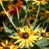 FLEURS DU JARDINS DES VOSGES