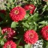 FLEURS DU JARDINS DES VOSGES