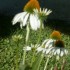 FLEURS DU JARDINS DES VOSGES