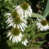 FLEURS DU JARDINS DES VOSGES