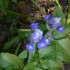 FLEURS DU JARDINS DES VOSGES