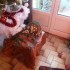 MON BEAU SAPIN ? ROI DES FORET