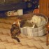 CHIENS ET CHAT