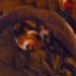 CHIENS ET CHAT