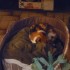 CHIENS ET CHAT