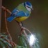 OISEAUX