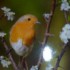 OISEAUX