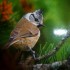 OISEAUX