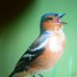 OISEAUX