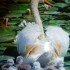 OISEAUX