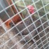 MES POULES