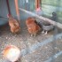 MES POULES