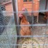 MES POULES