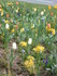 TULIPES-COQUELICOTS et autres 