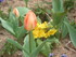 TULIPES-COQUELICOTS et autres 
