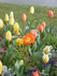 TULIPES-COQUELICOTS et autres 