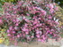 FLEURISSEMENT DE NOTRE JARDIN