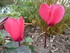 FLEURISSEMENT DE NOTRE JARDIN
