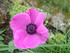 FLEURISSEMENT DE NOTRE JARDIN