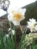 FLEURISSEMENT DE NOTRE JARDIN