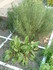 JARDIN , JARDINER , JARDINIER 