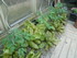 JARDIN , JARDINER , JARDINIER 