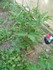 JARDIN , JARDINER , JARDINIER 
