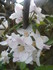FLEURS DE POMMIERS