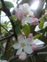 FLEURS DE POMMIERS