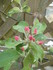 FLEURS DE POMMIERS