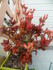 KALANCHOE