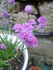 BELLES FLEURS