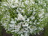 BELLES FLEURS