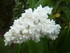 BELLES FLEURS